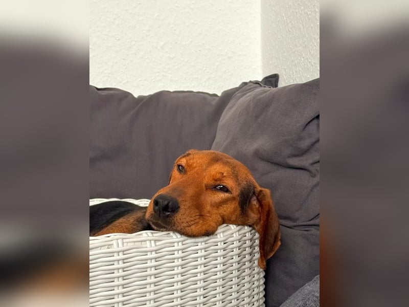 Holly ruhige, verschmuste Hündin sucht ihr Für-immer-Zuhause