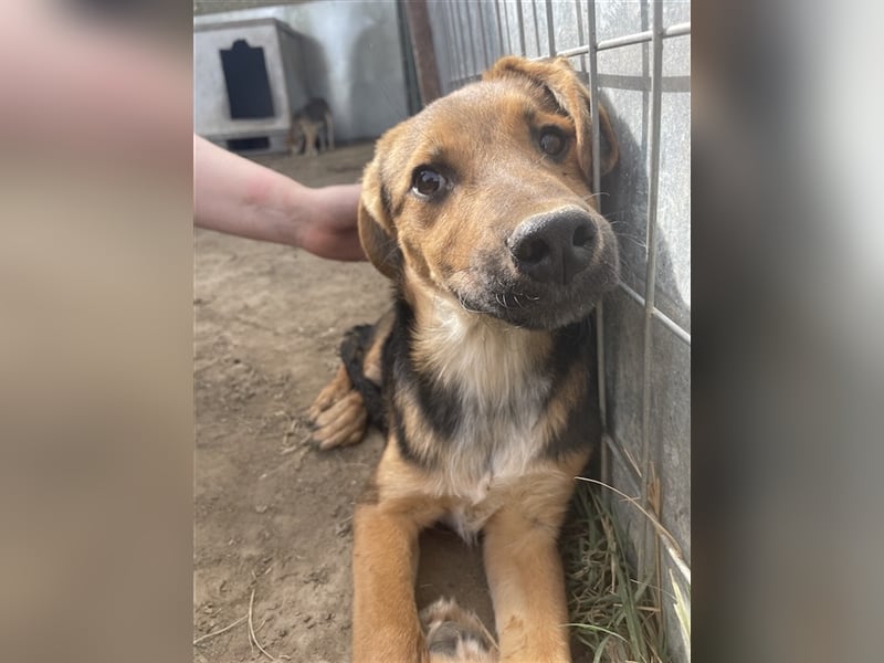 Houston, geb. ca. 07/2023, lebt in GRIECHENLAND, auf einer privaten Pflegestelle