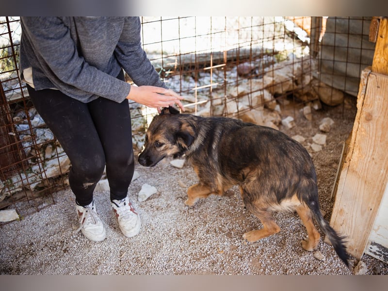 Jacky ❤️ junge Traumhündin sucht Zuhause