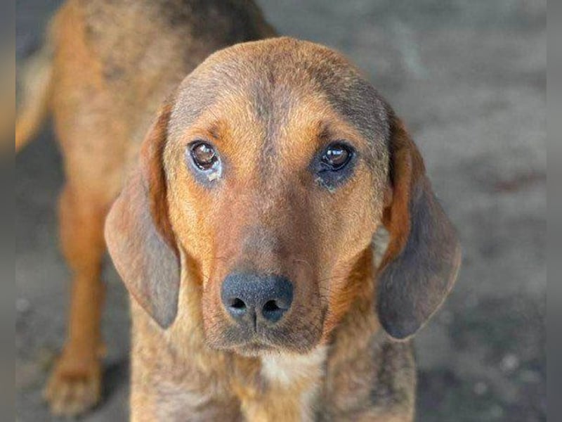 Mama Reina: pures Fellherz aus Liebe