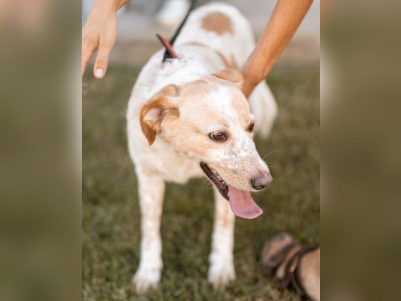 Lucy ❤️ liebe + gutmütige Zuckerschnute