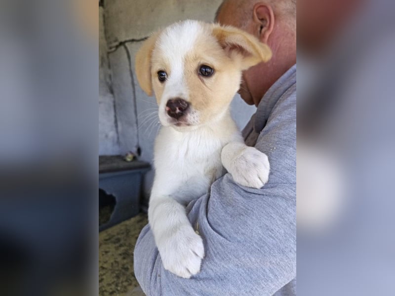 Engelchen ♥ Elfie ♥ zarte, lebensfrohe, neugierige Welpin