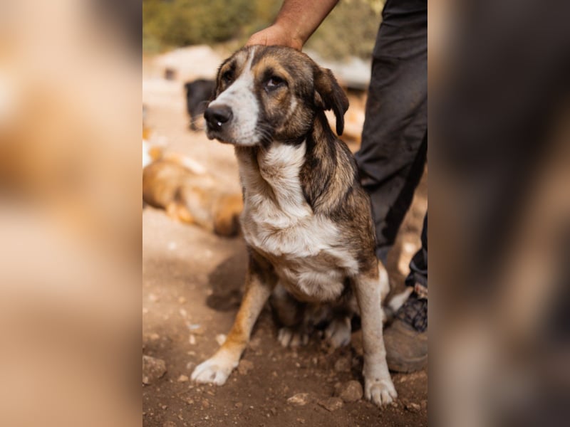 Prachtbursche Pero - ein toller Familienhund sozial, klug, lieb