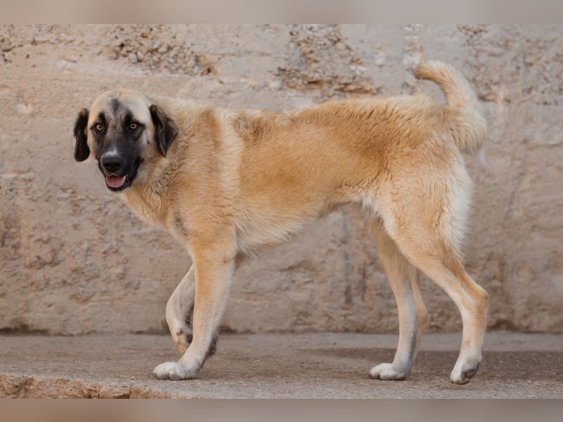 Sofia ♥️ liebe und aktive HSH-Mix-Junghündin