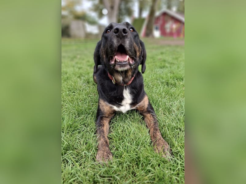 Leo ❤️ wartet in 84524 Neuötting