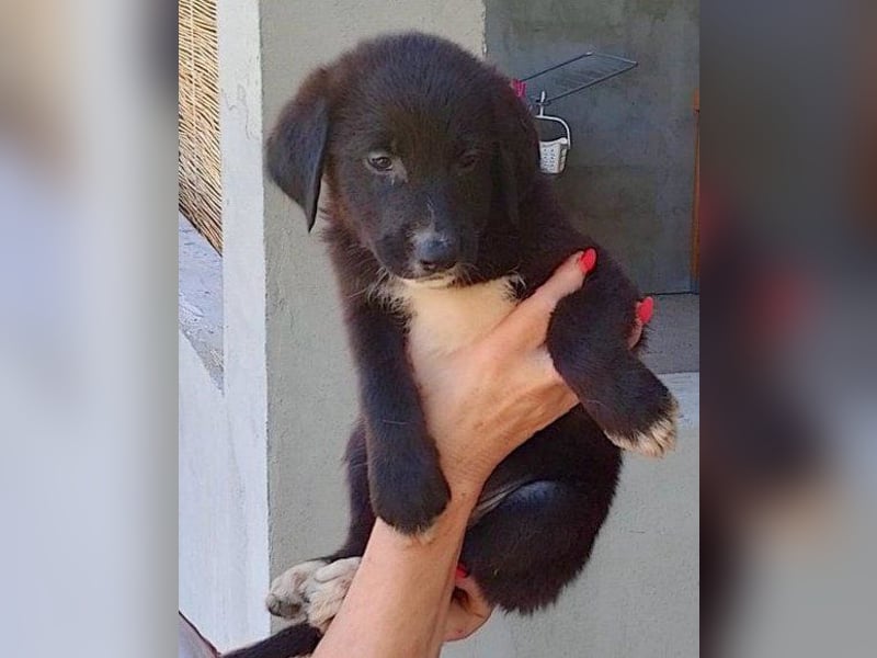 Sienna süße junge Schäfi-Mix-Schnute