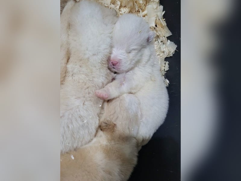 Welpin ♥Tina♥ hofft nun darauf ihre lieben & treuen Menschen zu finden