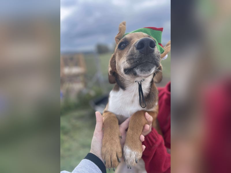 Welpenmädchen Mandy