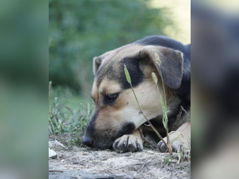 Lana ❤️ tolle umgängliche, verspielte Hündin