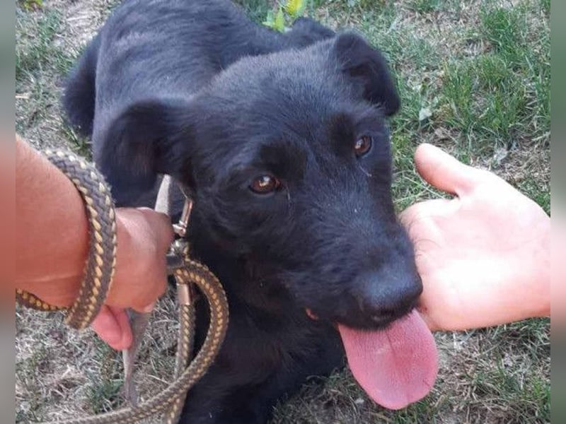 Traumhündin Ebony ❤️ verträglich, lieb, offen!