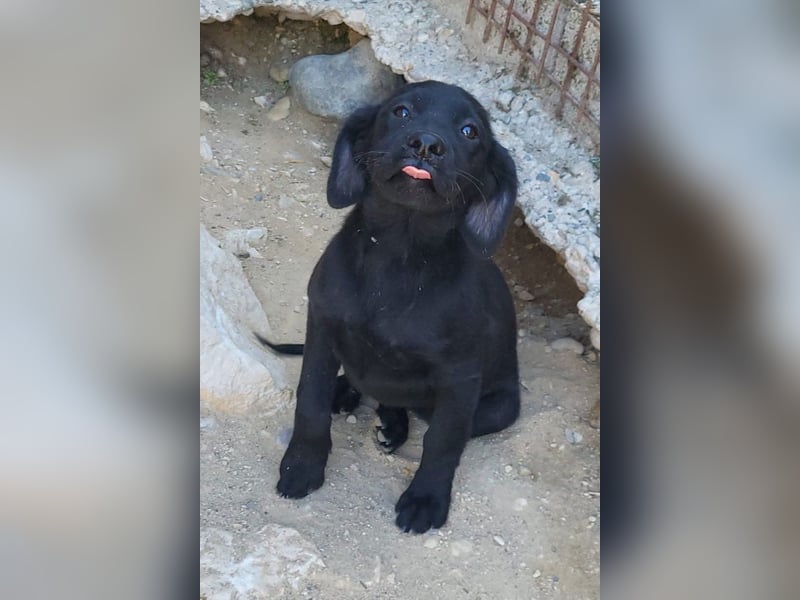 Knutschkugel GRACIE❤️zauberhaftes Fellschnute sucht ihr Zuhause fürs Leben