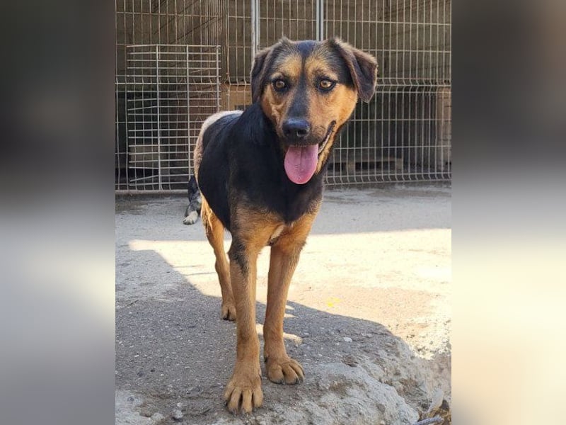 Wundervolle Aylini sucht ein Zuhause