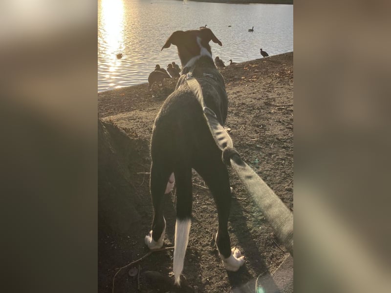 Jungspund Rocky ❤️ wartet in 50674 Köln