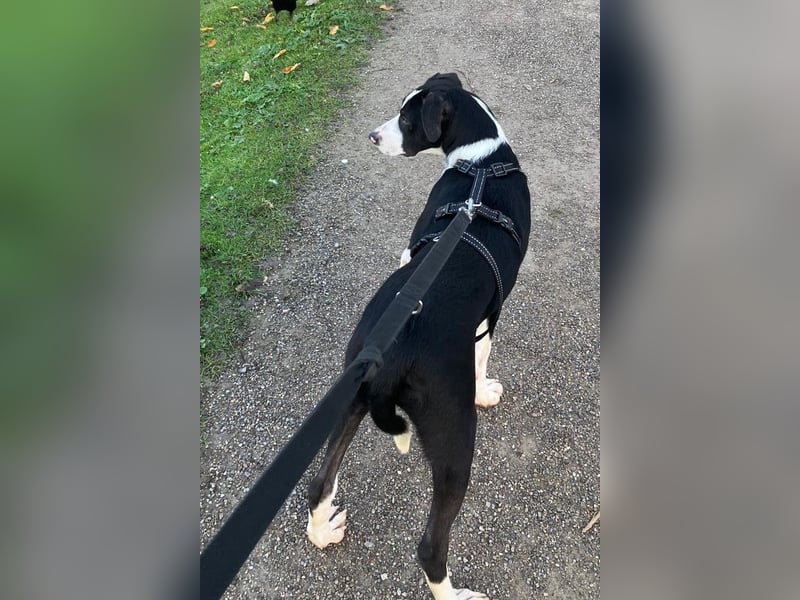 Jungspund Rocky ❤️ wartet in 50674 Köln