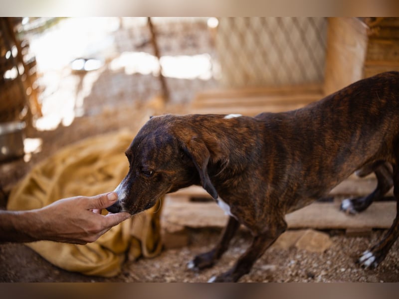 Lieber Baileys ❤️ hübscher, sensibler Bub!
