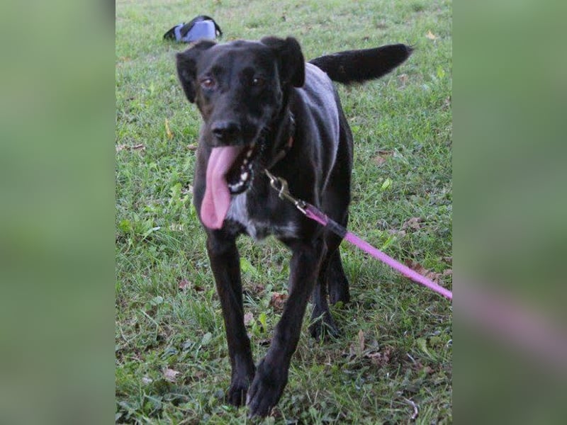 Xena - lebensfrohe, aktive, liebe Hündin