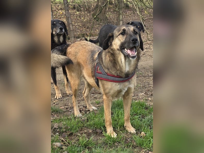 JENNI❤️liebenswerte, soziale und lernfreudige Schmusebacke