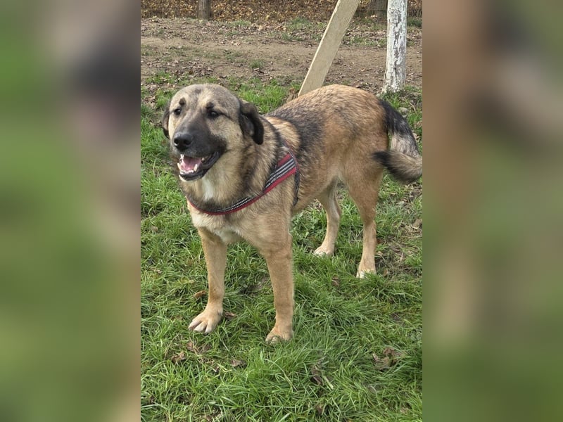 JENNI❤️liebenswerte, soziale und lernfreudige Schmusebacke