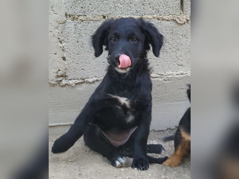 Mila ❤️ so süßes + lebensfrohes Hundemädchen!