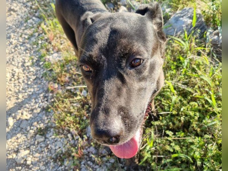 Goldige ♥ Godina ♥ kinderlieb, treu, eine sehr soziale Hündin