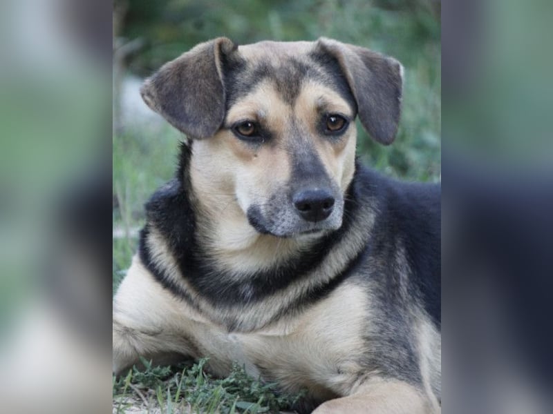 Lana ❤️ tolle umgängliche, verspielte Hündin