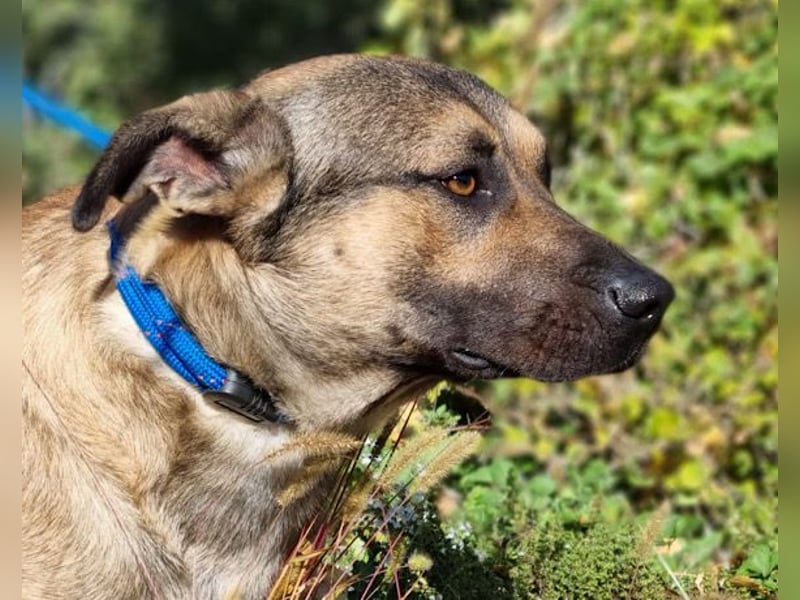 Good-Boy LINO❤️zutraulich, sozial & aufgeschlossen