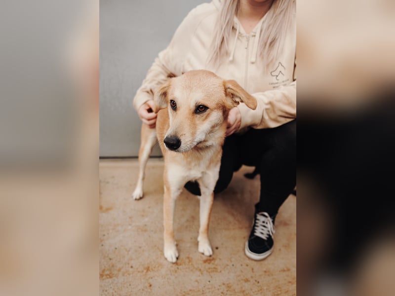 Aki - Zuhause gesucht!