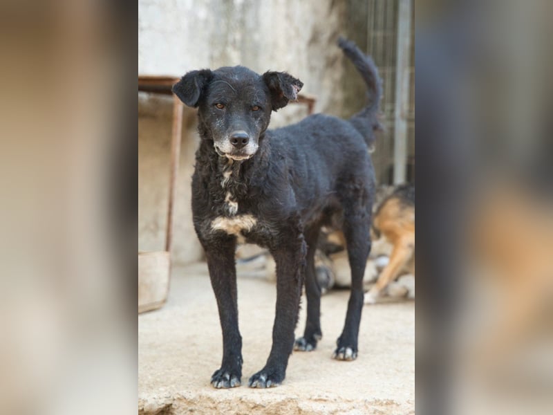 BIMAL❤️lieber, sozialer, katzenverträglicher Familienhund wartet schon in 67753 Aschbach