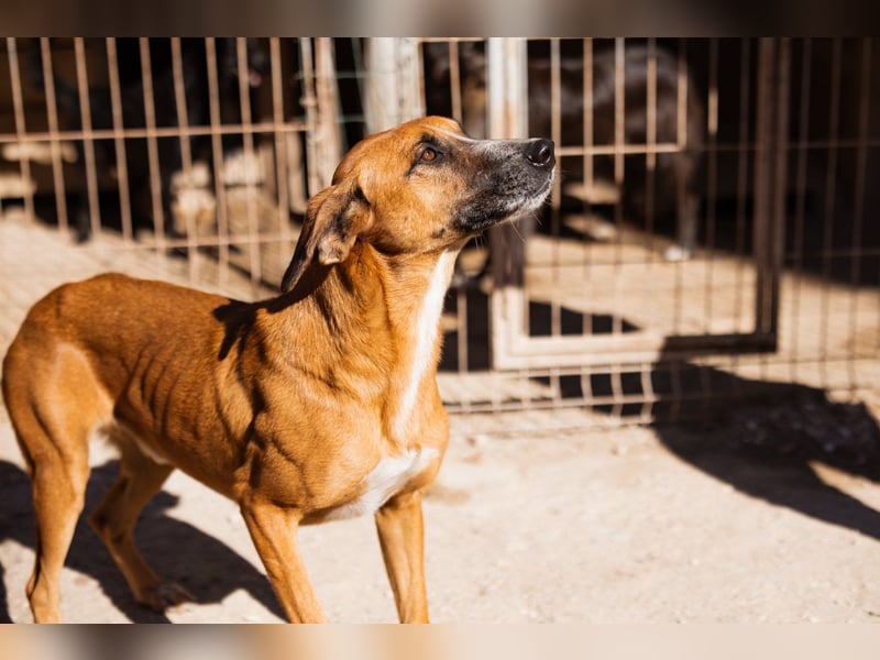 Sanfter ♥Amigo♥ erwartet dich bereits in 74749 Rosenberg