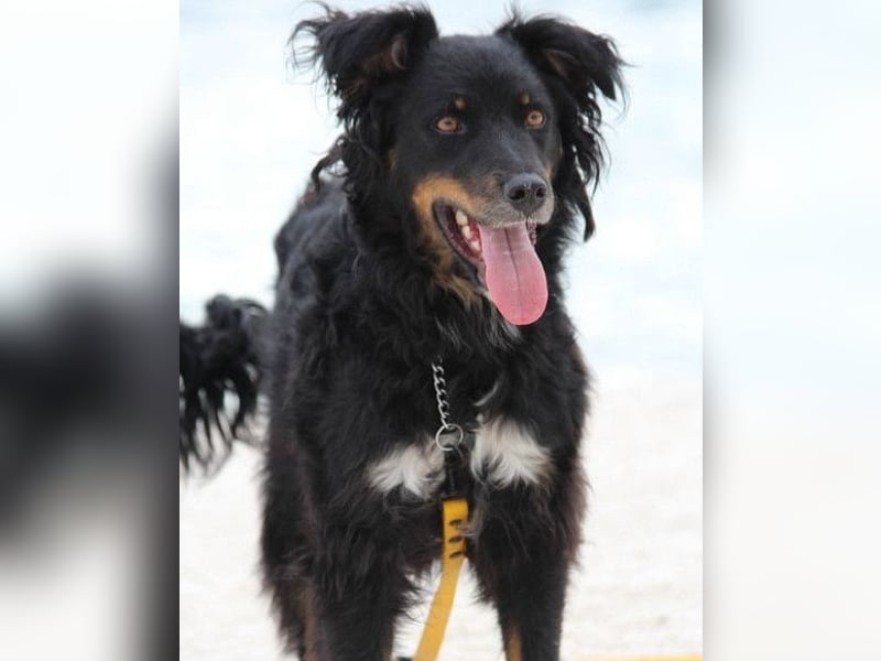 Dina ❤️ sanfte und so liebe Hündin!