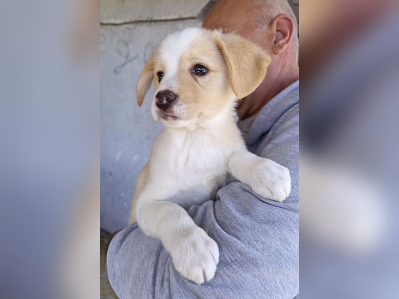 Engelchen ♥ Elfie ♥ zarte, lebensfrohe, neugierige Welpin