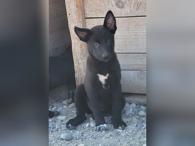 Zuckerschnute YVETTE❤️fröhliches, verkuscheltes Welpenmädchen sucht ihr Für-Immer-Körbchen