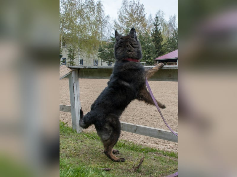 Freundlicher Baron sucht seine Familie