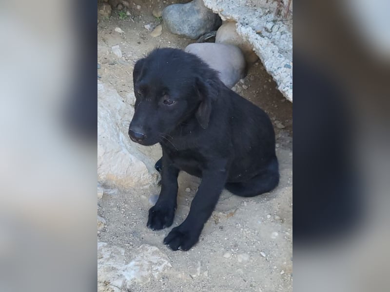 Knutschkugel GRACIE❤️zauberhaftes Fellschnute sucht ihr Zuhause fürs Leben