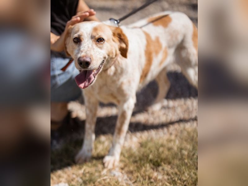 Lucy ❤️ liebe + gutmütige Zuckerschnute