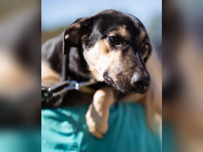 Terrier-Mix LISA❤️sanft, freundlich, lieb und sehr menschenbezogen