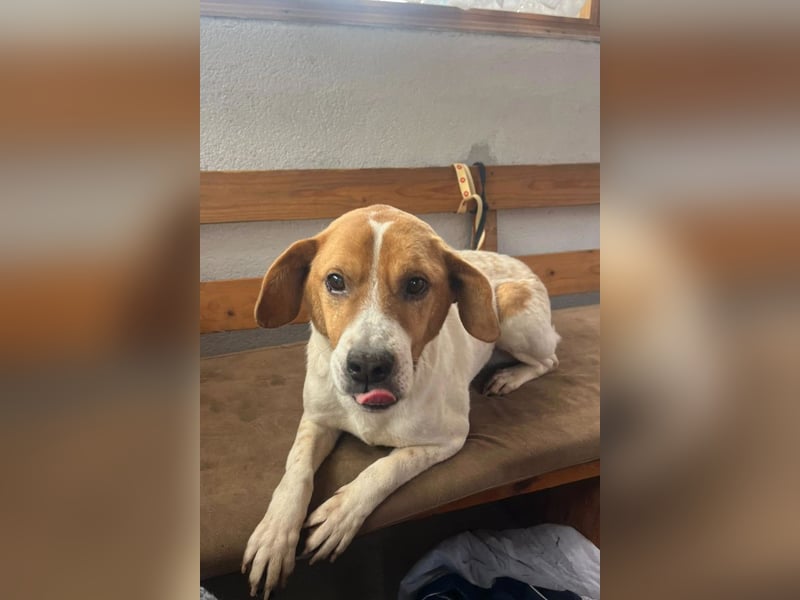 Sony ❤️ Familienhund mit großem Herzen