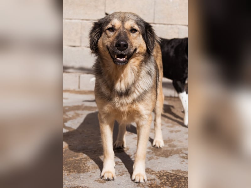 Sanfte Sophy ♥️ Fellfreundin fürs Leben