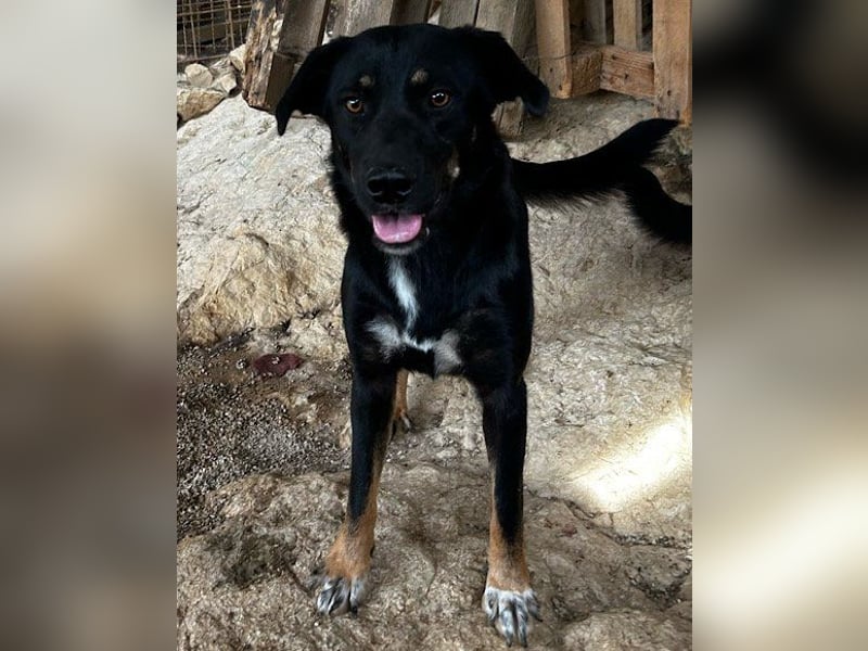 Percy ❤️ aufgeschlossener & verkuschelter Hundeschatz!