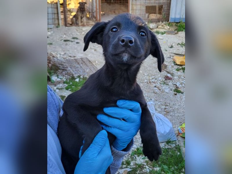 Ljubavi ❤️ junger, lebensfroher Hundebub