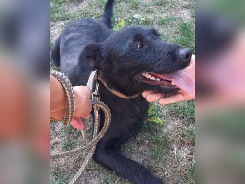 Traumhündin Ebony ❤️ verträglich, lieb, offen!