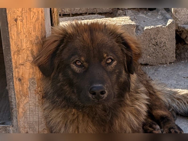 Bub ♥Bertie♥ lieber, fröhlicher Jungrüde