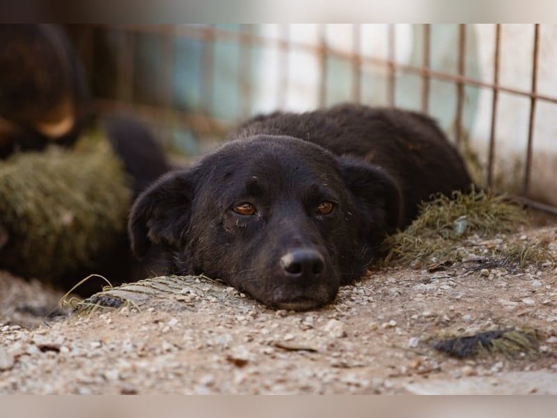Black-Beau Sasha - noch schüchtern - verständlich - aber so herzlich