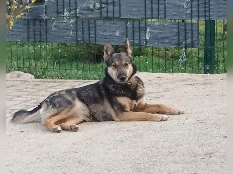 Fibi - eine sanfte Fellnase mit Charakter