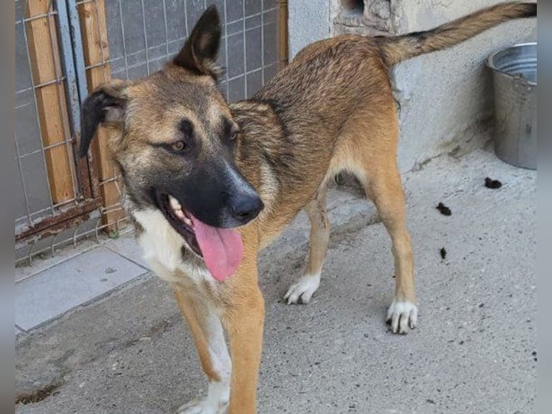 Liebste ♥ Lisa ♥ die pure Lebensfreude - tolle Familienhündin