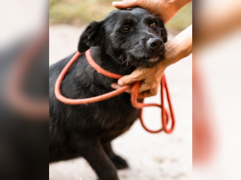 Traumhündin Ebony ❤️ verträglich, lieb, offen!