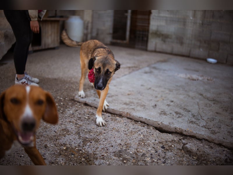 Liebste Lisa - die pure Lebensfreude auf 4 Pfoten