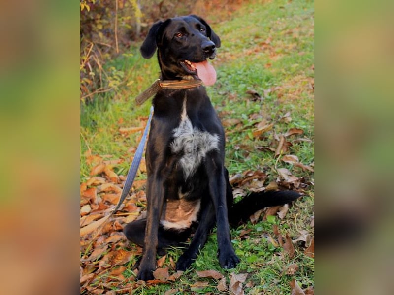 Xena - lebensfrohe, aktive, liebe Hündin