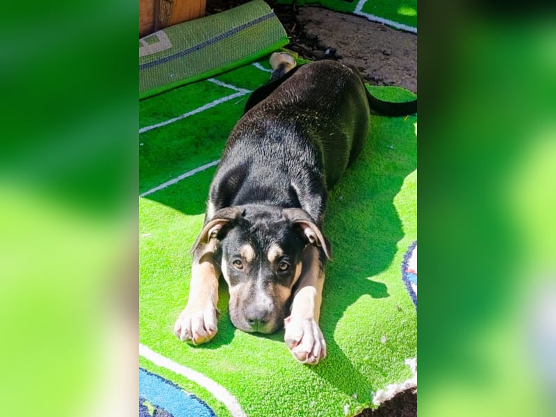 Lykka ❤️ fröhliches, verspieltes & neugieriges Hundemädchen
