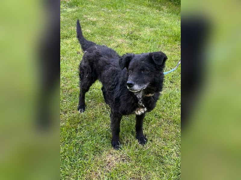 BIMAL❤️lieber, ruhiger und katzenverträglicher Familienhund